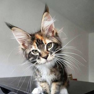 Meet your Posher, Joanna